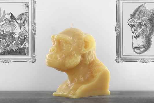 Large golden coloured chimpanzee bust shaped candle titled 'Akira'. Handmade by Wonders in Wax in Poole, England.